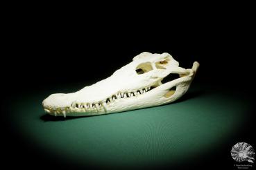 Crocodylus siamensis (15860) a skeleton from South East Asia | Taxidermy | Skeletons