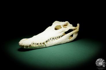 Crocodylus siamensis ein Skelett