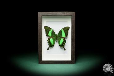 Papilio palinurus (15993) a butterfly from Southeast Asia | Taxidermy | Butterflies