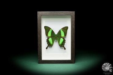 Papilio palinurus (16010) a butterfly from Southeast Asia | Taxidermy | Butterflies