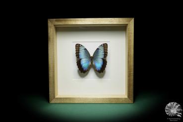 Morpho peleides (16017) a butterfly from South America | Taxidermy | Butterflies