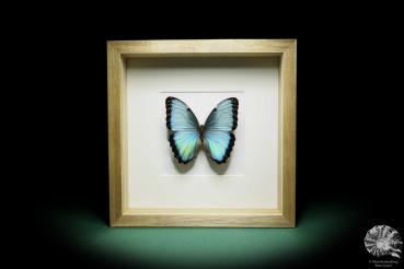 Morpho peleides (16018) a butterfly from South America | Taxidermy | Butterflies