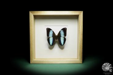 Morpho achilles (16019) a butterfly from South America | Taxidermy | Butterflies