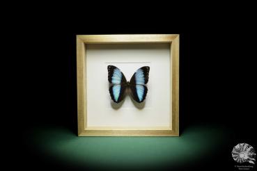 Morpho achilles (16020) a butterfly from South America | Taxidermy | Butterflies