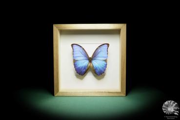 Morpho didius (16022) a butterfly from South America | Taxidermy | Butterflies