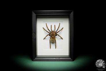 Pamphobeteus ultramarinus (16027) a arachnid from South America | Taxidermy | Spiders & Scorpions