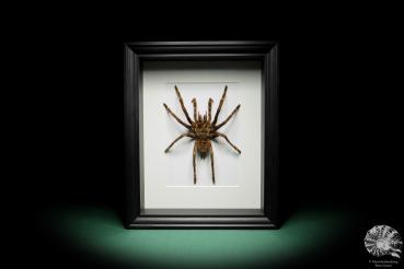 Pamphobeteus ultramarinus (16028) a arachnid from South America | Taxidermy | Spiders & Scorpions