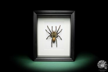 Chilobrachys fimbriatus (16040) a arachnid from South Asia | Taxidermy | Spiders & Scorpions