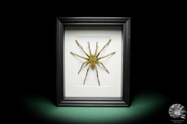 Omothymus schioedtei (16041) a arachnid from Malaysia | Taxidermy | Spiders & Scorpions