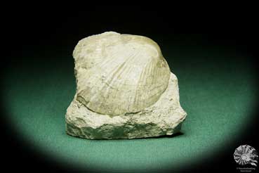 Costistricklandia lirata (16042) eine Muschel aus Schweden | Fossilien | Muscheln & Brachiopoden