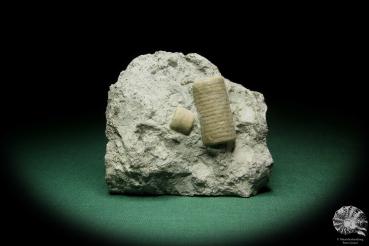 Crinoidea ssp. (16057) ein Stachelhäuter aus Schweden | Fossilien | Stachelhäuter