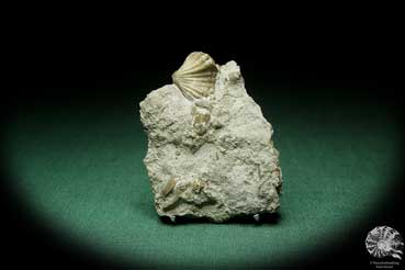 Stegerhynchus borealis (16060) a shell from Sweden | Fossils | Shells & Brachiopods