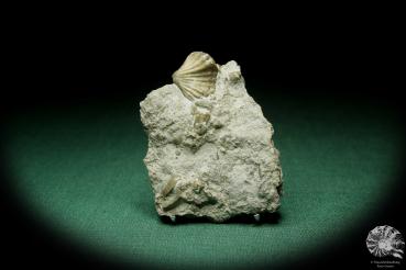 Stegerhynchus borealis a shell