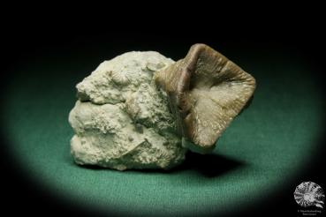 Goniophyllum pyramidale (16065) a coral from Sweden | Fossils | Corals