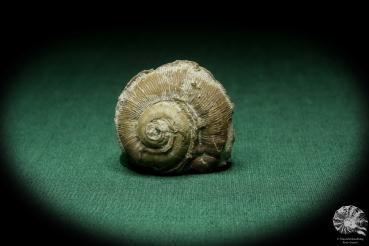 Euomphalopterus alatus eine Schnecke