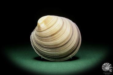 Antigona magnifica (16182) a shell from Indo-Pacific | Conchylia | Shells & Brachiopods