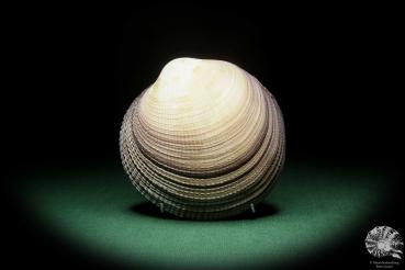 Antigona magnifica (16183) a shell from Indo-Pacific | Conchylia | Shells & Brachiopods