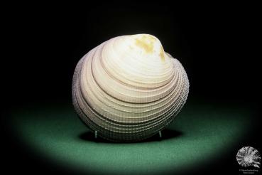 Antigona magnifica (16184) a shell from Indo-Pacific | Conchylia | Shells & Brachiopods