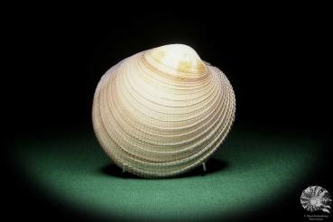 Antigona magnifica (16186) a shell from Indo-Pacific | Conchylia | Shells & Brachiopods