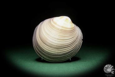 Antigona magnifica (16187) a shell from Indo-Pacific | Conchylia | Shells & Brachiopods