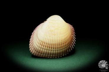 Maoricardium pseudolima (16232) a shell from East Africa | Conchylia | Shells & Brachiopods