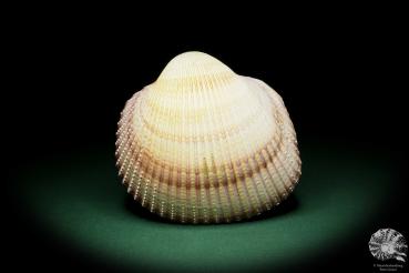 Maoricardium pseudolima (16235) eine Muschel aus Ostafrika | Conchylien | Muscheln & Brachiopoden