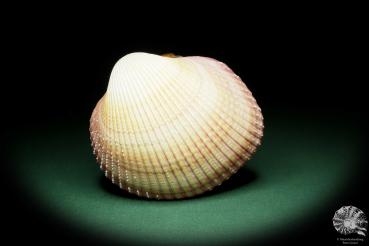 Maoricardium pseudolima (16236) eine Muschel aus Ostafrika | Conchylien | Muscheln & Brachiopoden