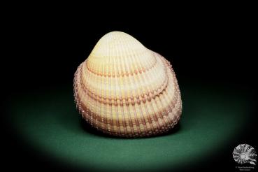 Maoricardium pseudolima (16238) a shell from East Africa | Conchylia | Shells & Brachiopods