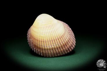 Maoricardium pseudolima (16239) eine Muschel aus Ostafrika | Conchylien | Muscheln & Brachiopoden