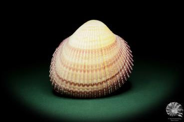 Maoricardium pseudolima (16241) a shell from East Africa | Conchylia | Shells & Brachiopods