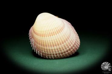 Maoricardium pseudolima (16246) eine Muschel aus Ostafrika | Conchylien | Muscheln & Brachiopoden