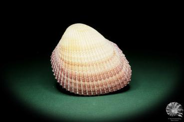 Maoricardium pseudolima (16247) a shell from East Africa | Conchylia | Shells & Brachiopods