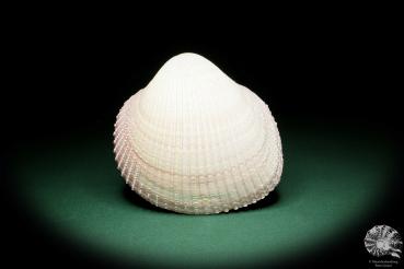 Maoricardium pseudolima (16249) a shell from East Africa | Conchylia | Shells & Brachiopods