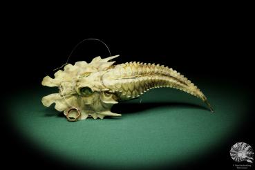 Gargariscus prionocephalus (16263) a fishe from Vietnam | Taxidermy | Fishes