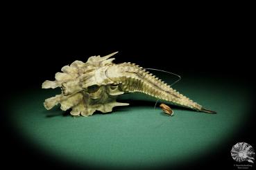 Gargariscus prionocephalus (16267) a fishe from Vietnam | Taxidermy | Fishes