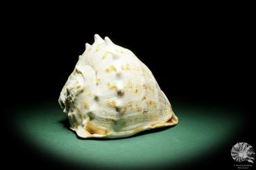 Cassis cornuta (16289) a snail from Philippines | Conchylia | Snails