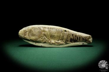 Vinctifer comptoni (16330) a fish from South America | Fossils | Fishes