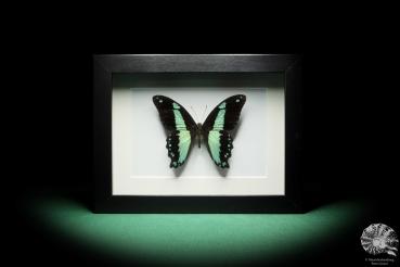 Papilio chrapkowskoides (16391) a butterfly from Africa | Taxidermy | Butterflies