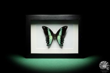 Papilio chrapkowskoides ein Schmetterling