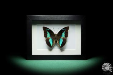 Prepona meander (16398) a butterfly from South America | Taxidermy | Butterflies