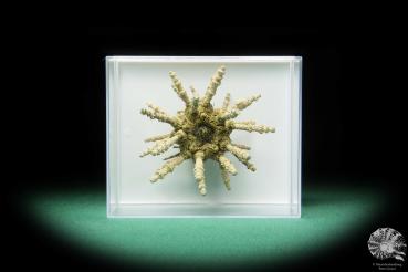 Plococidaris verticillata (16484) a echinoderm from Philippines | Conchylia | Starfish & Sea urchin