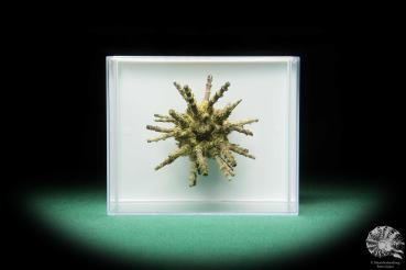 Plococidaris verticillata (16485) a echinoderm from Philippines | Conchylia | Starfish & Sea urchin