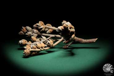 Hakea bucculenta (16789) a dried fruit from Australia | Dried fruit