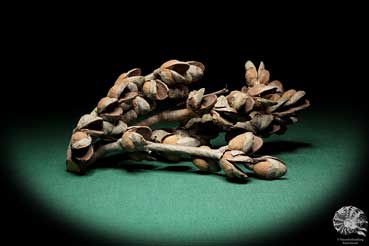 Hakea bucculenta (16795) a dried fruit from Australia | Dried fruit