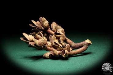 Hakea bucculenta (16796) a dried fruit from Australia | Dried fruit