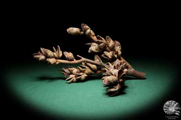 Hakea bucculenta (16798) a dried fruit from Australia | Dried fruit