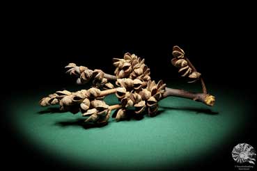 Hakea bucculenta (16800) a dried fruit from Australia | Dried fruit