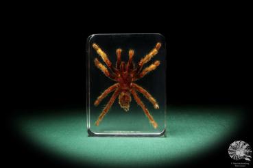 Theraphosidae ssp. (16806) a taxidermy in acrylic from Southeast Asia | Taxidermy | Taxidermy in Acrylic