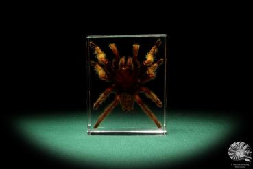 Theraphosidae ssp. (16809) a taxidermy in acrylic from Southeast Asia | Taxidermy | Taxidermy in Acrylic