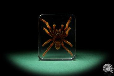 Theraphosidae ssp. (16811) a taxidermy in acrylic from Southeast Asia | Taxidermy | Taxidermy in Acrylic